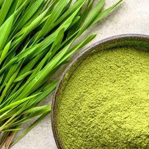 Wheatgrass Powder - Triticum aestivum